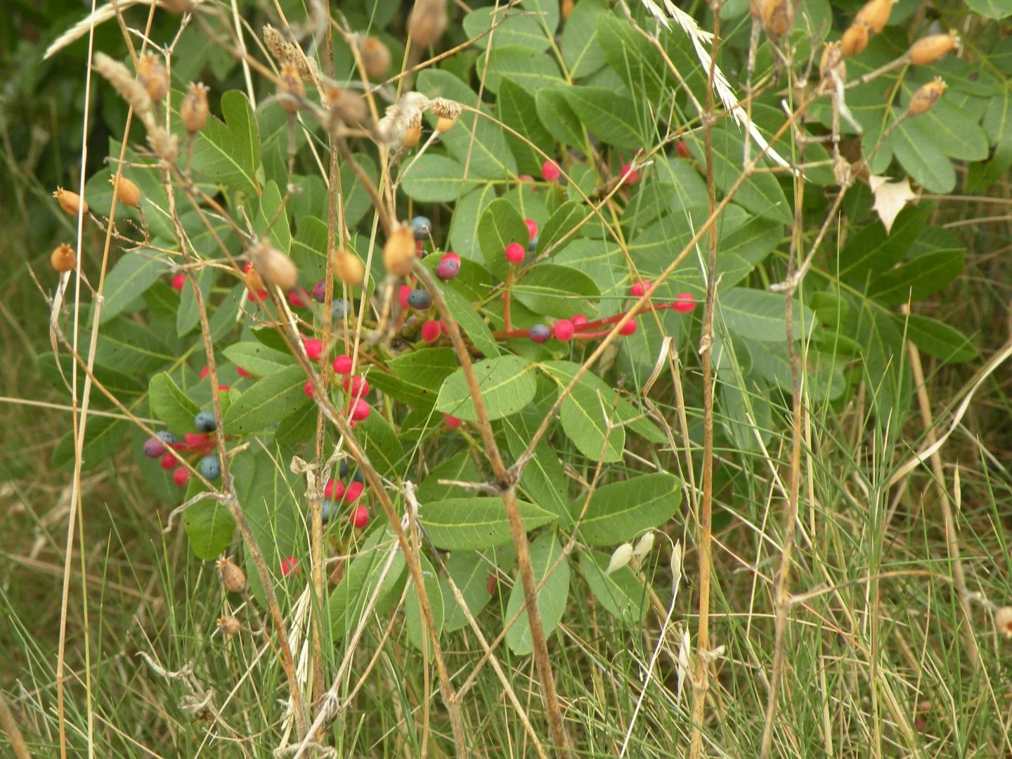 Sentiers Nomades — Randos en Étoiles (randonneurs aguerris ou non) — photo 7
